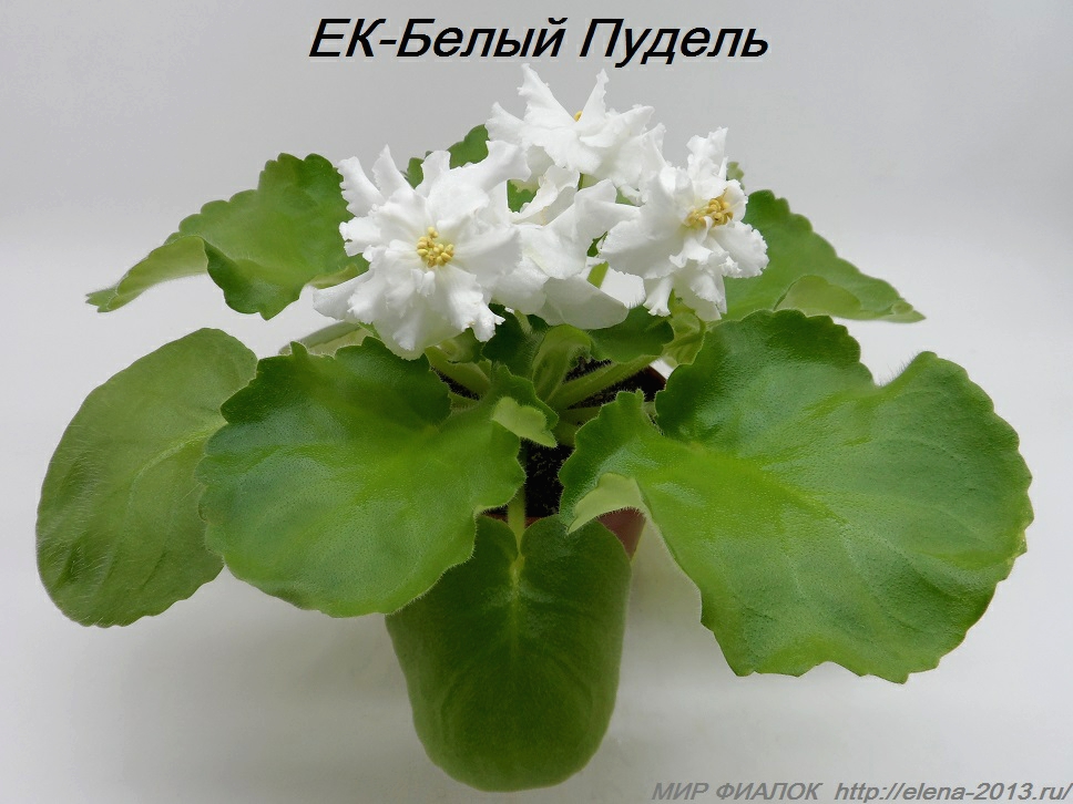Фиалка Осенний Фото